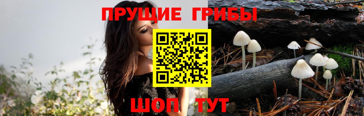 Псилоцибиновые грибы Cubensis Губаха